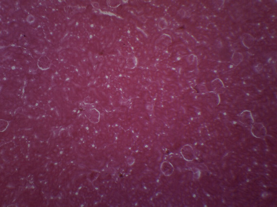 Kidney Of Cat - Prepared Microscope Slide - 75x25mm