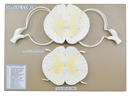 Spinal Cord Model, 17 Inch - Mounted - 10x Enlarged - Includes Nerve Branches - With English Key Card - Eisco Labs