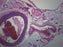Artery & Vein - Prepared Microscope Slide - 75x25mm