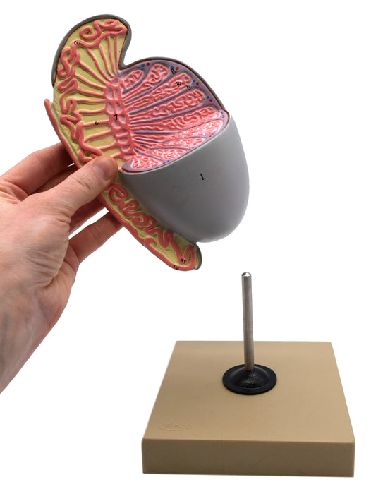 Human Testicle Model, Three Dimensional, with Hand Painted Details - Mounted on Stand, 9" tall - Eisco Labs