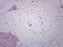 Adipose Tissue Section, Human - Prepared Microscope Slide - 75x25mm