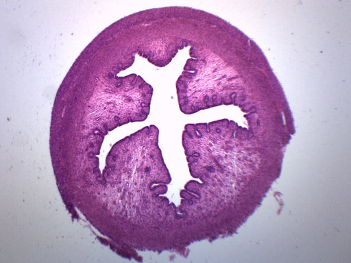 Uterus Section, Animal - Prepared Microscope Slide - 75x25mm