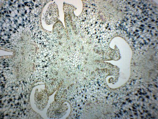 Lilium Ovary - Cross Section - Prepared Microscope Slide - 75x25mm