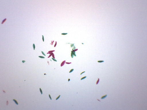 Paramecium, Whole Mount - Prepared Microscope Slide - 75x25mm