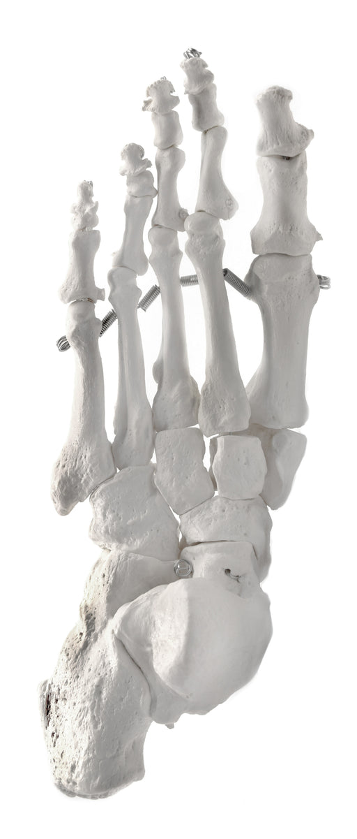Foot Bone Model, Left - Anatomically Accurate Human Bone Replica