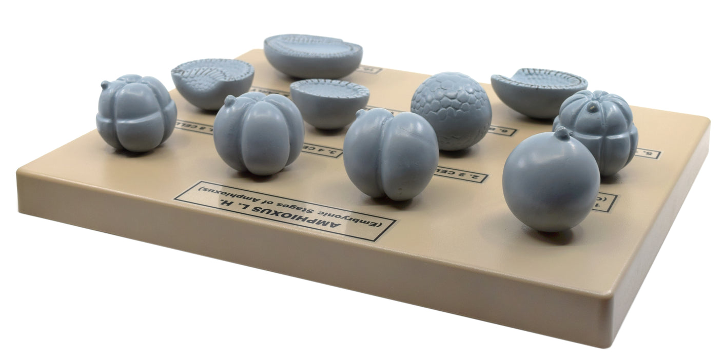Amphioxus Embryonic Stages Model - Three Dimensional with Hand Painted Details - Mounted on Base, 10" x 9" - Eisco Labs