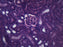 Kidney - Prepared Microscope Slide - 75x25mm