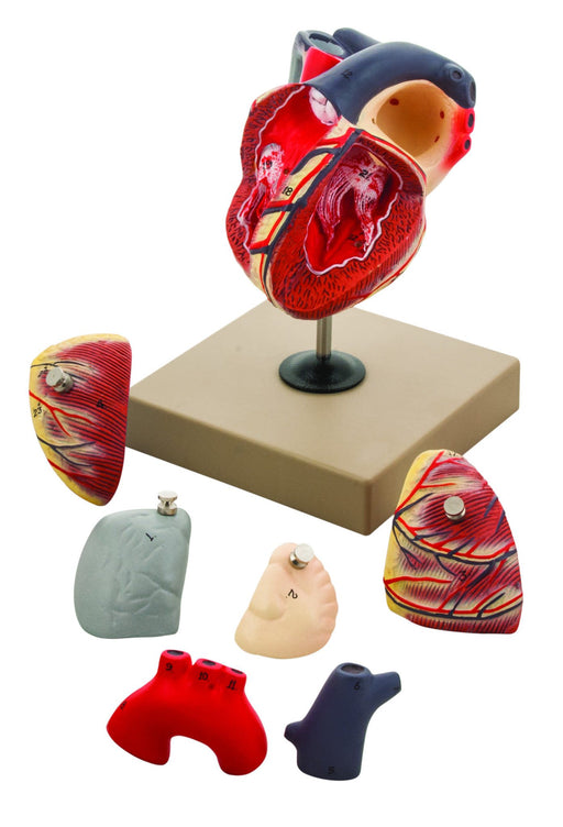 Eisco Life-Size Human Heart Model, 7 Parts