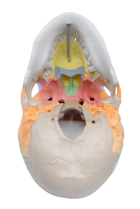 Didactic Human Adult Skull Anatomical Model, 3 Part - Color Coded