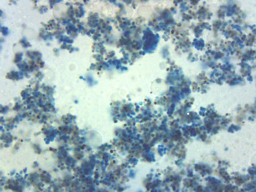Saccharomyces Cerevisiae - Prepared Microscope Slide - 75x25mm