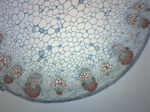 Sunflower Stem - Prepared Microscope Slide - 75x25mm