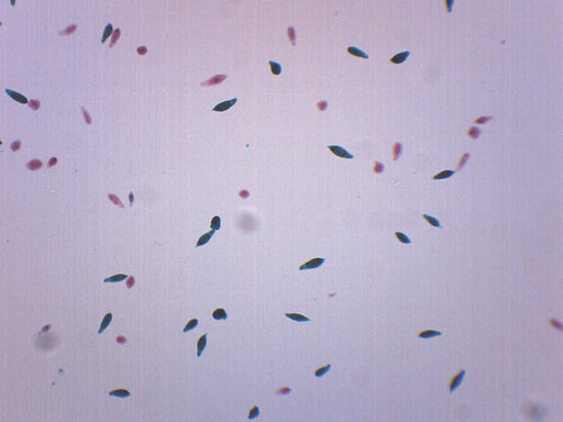 Euglena Virdis - Prepared Microscope Slide - 75x25mm