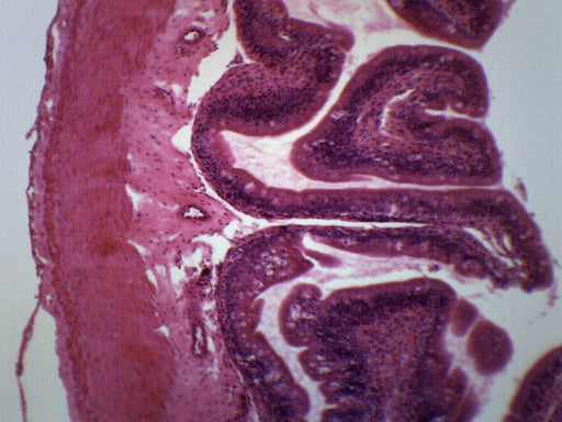 Frog Intestine - Cross Section - Prepared Microscope Slide - 75x25mm