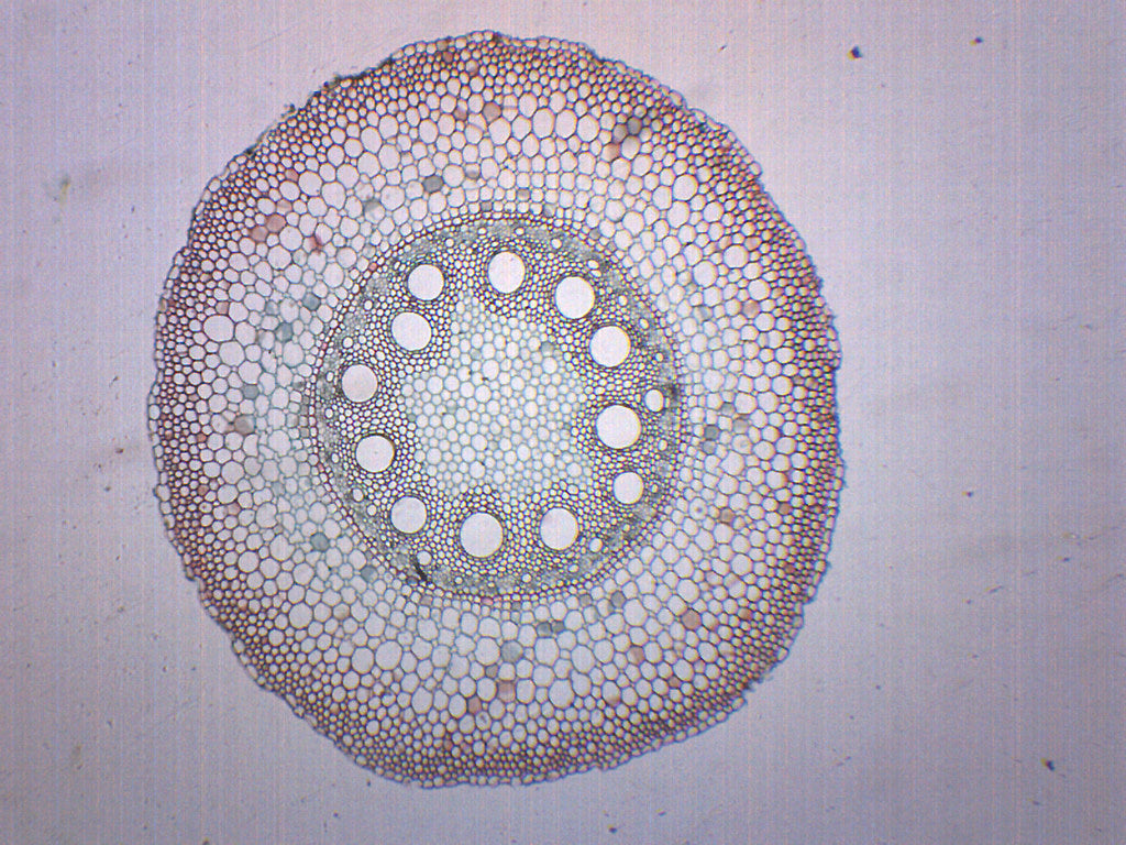 Monocot Root Under Microscope