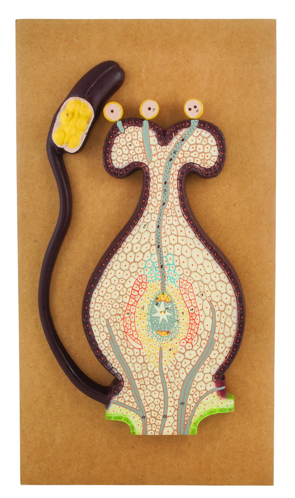 Botany Models — Eisco Labs