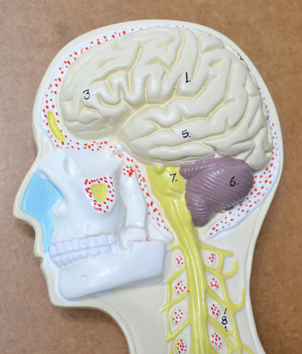 Nervous System Model, 32 Inch - Mounted - Includes Keycard - Great for Studying Structure - Eisco Labs