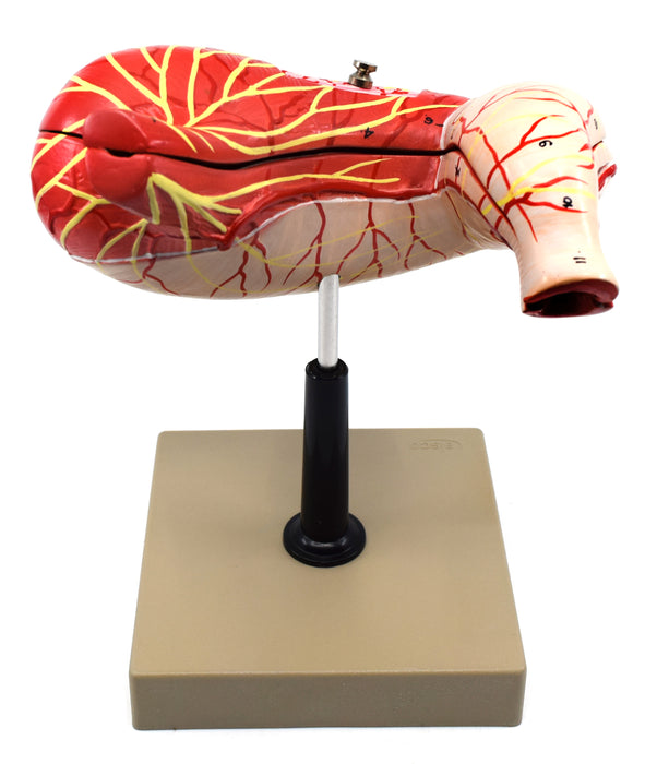 Human Stomach Model, 2 Parts, Three Dimensional, Sectional View with Hand Painted Details - Mounted on Base, 5" x 5" x 7.5" - Eisco Labs