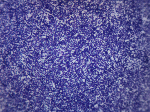 Bacillus Culture - Prepared Microscope Slide - 75x25mm