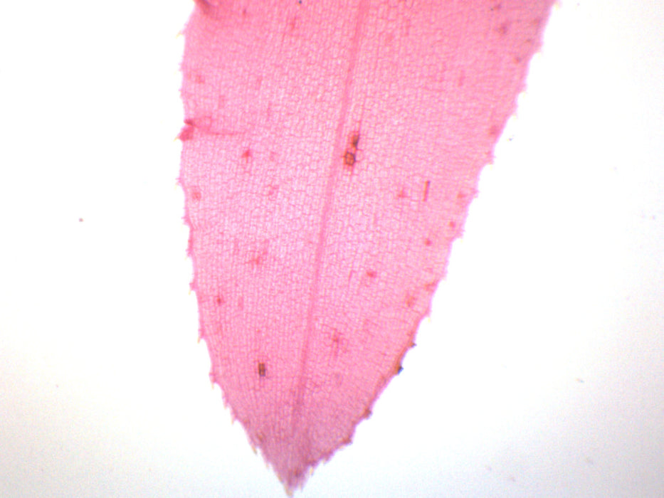 Submerged Leaf of Elodea - Prepared Microscope Slide - 75x25mm