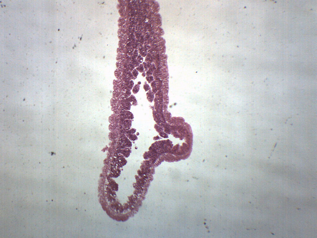 Hydra Ls Microscope Hydra Cross Section Under Microscope