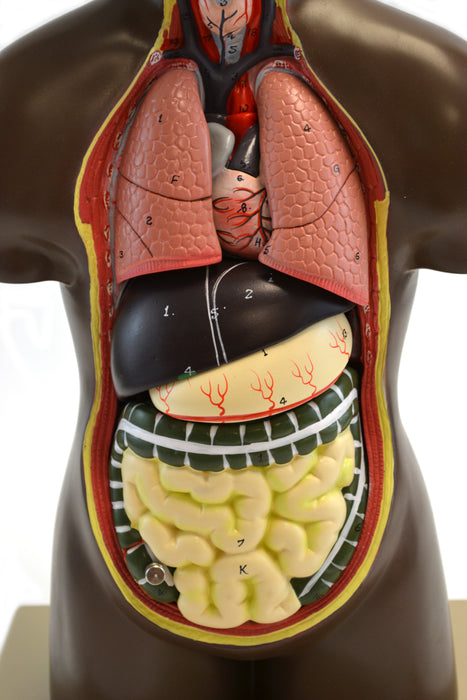 Eisco Half-Size Unisex Human Torso Model with Head, 9 Parts