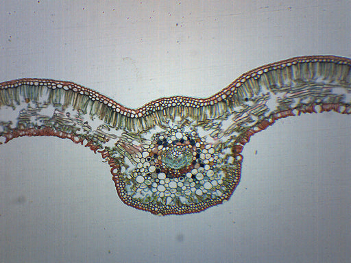 Cycas Leaf - Cross Section - Prepared Microscope Slide - 75x25mm