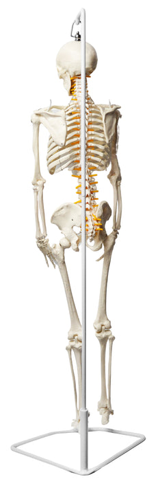 Human Skeleton Model, Half Size - With Nerve Endings - Hanging Mount - Incredible Detail for Anatomical Study - Eisco Labs