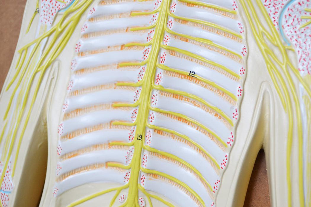 Nervous System Model, 32 Inch - Mounted - Includes Keycard - Great for Studying Structure - Eisco Labs