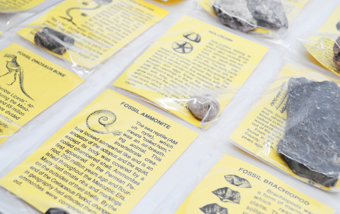 12 Piece Deluxe Fossil Collection - Includes 12 Samples, Information Cards and a Geological Timescale - Great For Introductory Fossil Study - Eisco Labs