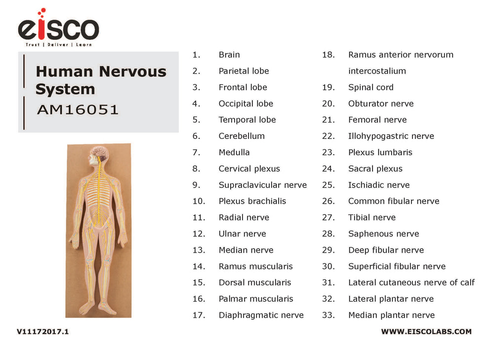 Nervous System Model, 32 Inch - Mounted - Includes Keycard - Great for Studying Structure - Eisco Labs