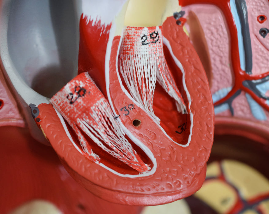 Human Torso Model, 8 Parts - Life Size - Sexless