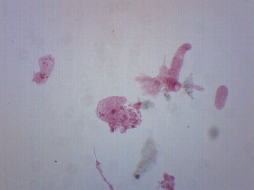 Amoeba Proteus, Whole Mount - Prepared Microscope Slide - 75x25mm