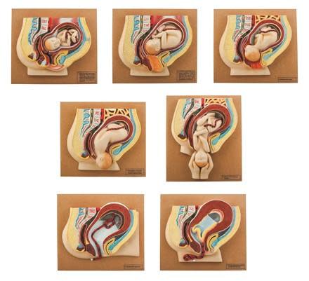 Eisco Human Baby Delivery Stages - Set of 7 Models