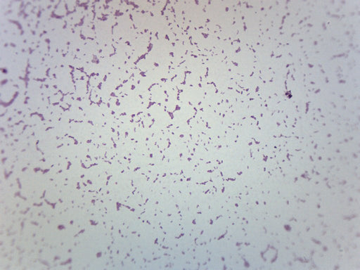 Salmonella Typhi - Gram Neg. - Prepared Microscope Slide - 75x25mm