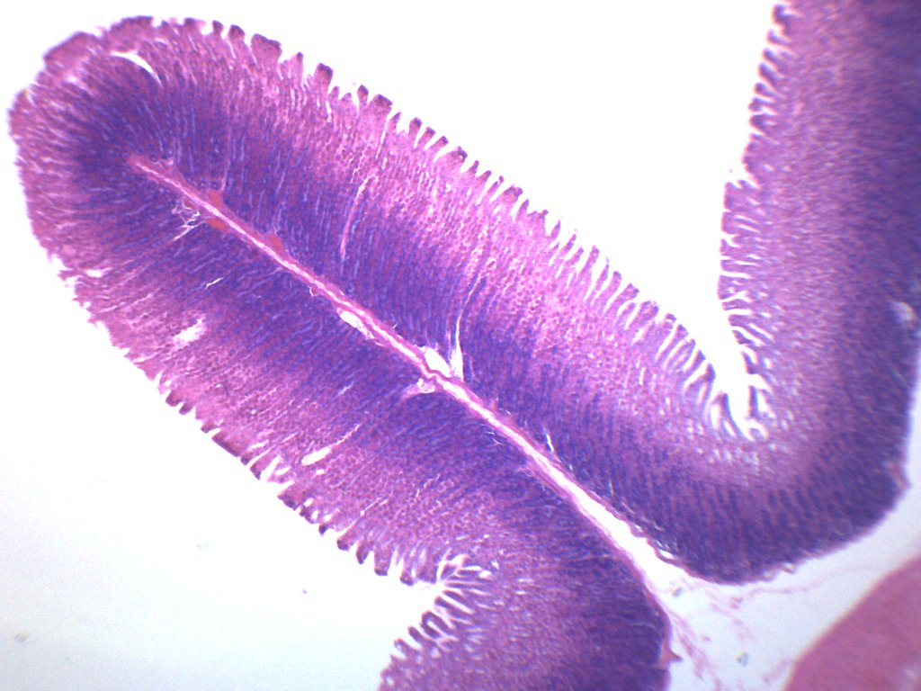 Simple Columnar Epithelium Under Microscope