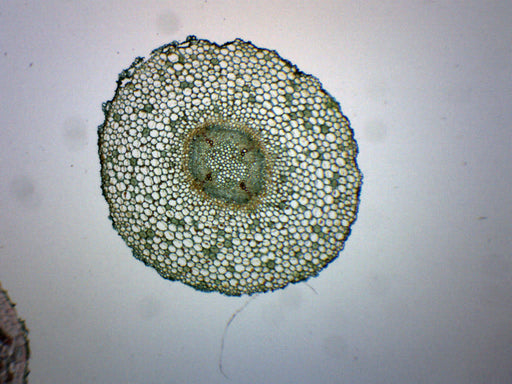 Old & Young Dicot Roots - Cross Section - Prepared Microscope Slide - 75x25mm