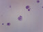 Male Chromosome Smear, Human - Prepared Microscope Slide - 75x25mm