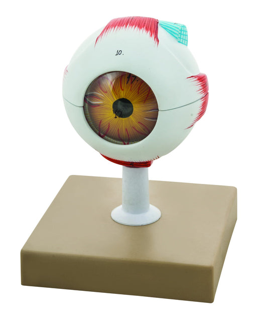Human Eye Model - 3X Enlarged - 7 Parts