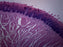 Foliate Papillae Section, Mammal - Prepared Microscope Slide - 75x25mm
