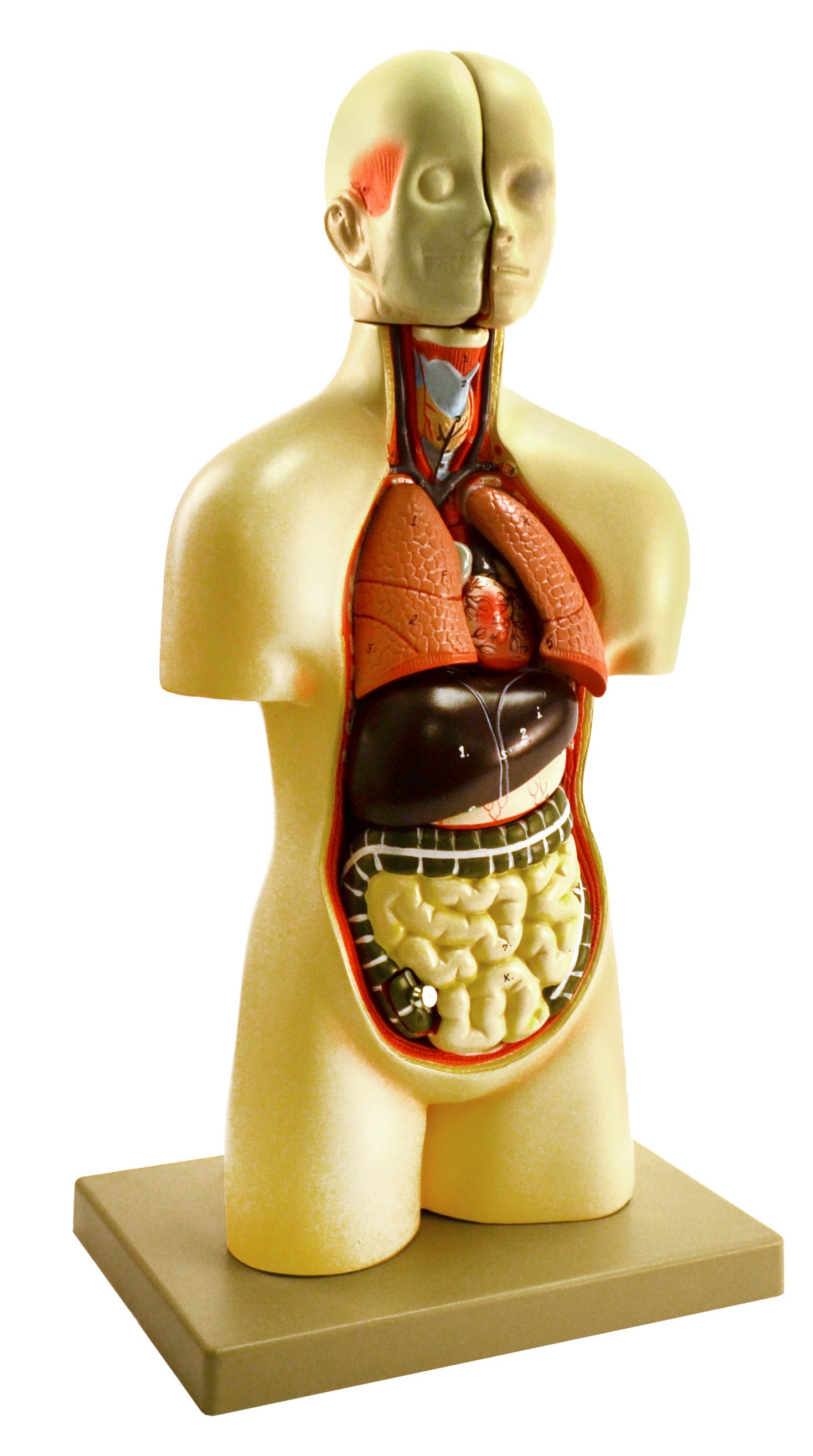 Human Anatomy Models — Page 2 — Eisco Labs