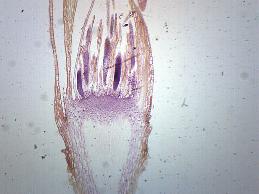 Moss Archegonia - Longitudinal Section - Prepared Microscope Slide - 75x25mm