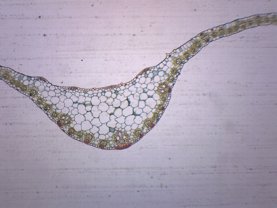 Monocot Leaf - Prepared Microscope Slide - 75x25mm