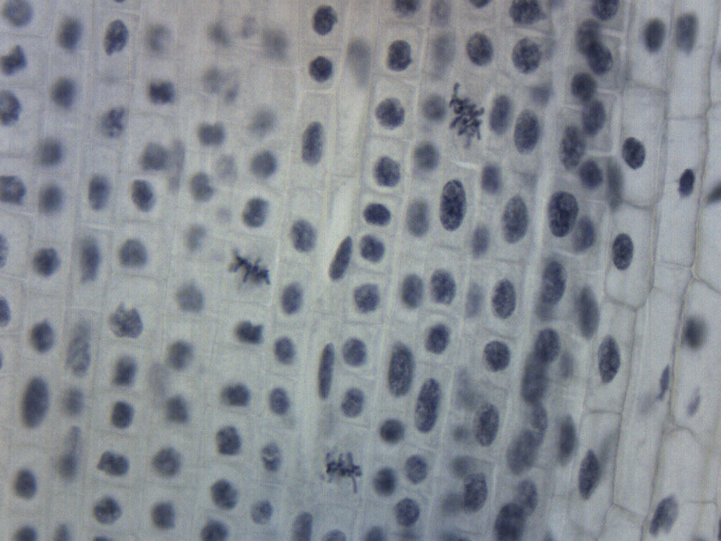 Lilium Mitosis - Prepared Microscope Slide - 75x25mm