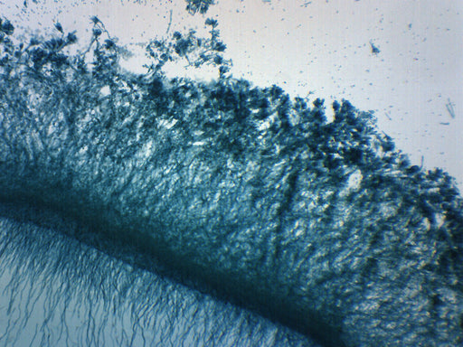 Penicillium - Prepared Microscope Slide - 75x25mm