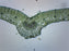 Ligustrum Leaf - Prepared Microscope Slide - 75x25mm