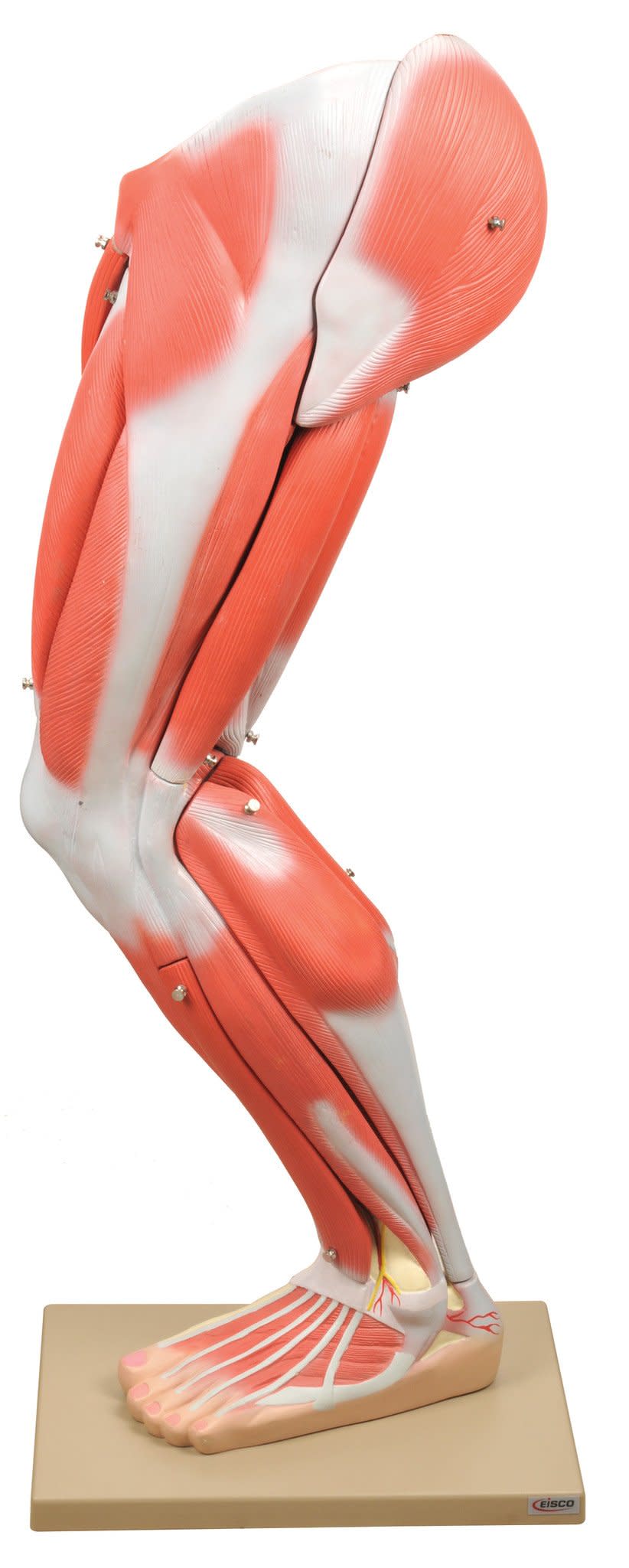 Model Muscular Leg - 9 Parts (Discontinued) — Eisco Labs