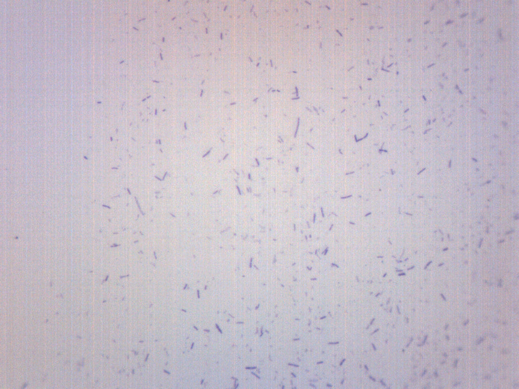 Lactobacillus Acidophilus, Gram Positive - Prepared Microscope Slide - 75x25mm