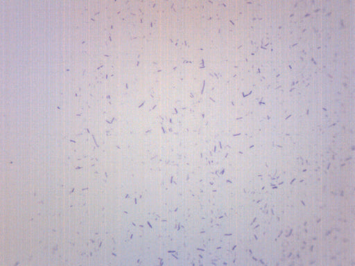 Lactobacillus Acidophilus, Gram Positive - Prepared Microscope Slide - 75x25mm