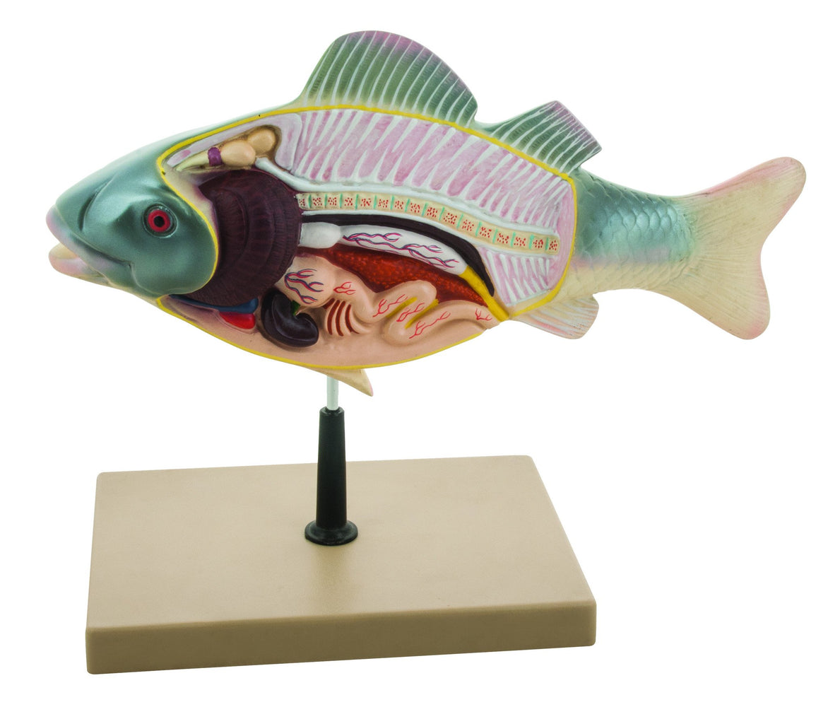 3D Fish Dissection Model, 14" Length