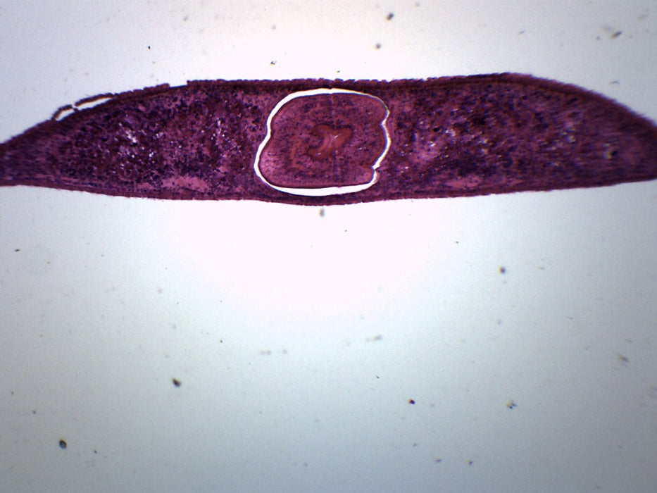 Planaria, 3 Different Regions - Cross Section - Prepared Microscope Slide - 75x25mm